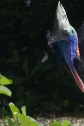 MERVEILLE-DE-LA-NATURE-DAINTREE,-L’AUSTRALIE-DES-ORIGINES